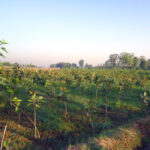 Banyan tree saplings